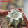 ORTEGOCACTUS macdougallii cv. Emil, 6 cm pot, grafted offset