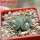 BLOSSFELDIA minima, 3 headed SEEDLING + seeds, 5 cm pot