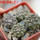 COPIAPOA hypogea cv. Lizard skin, 4 pcs., 5 cm pot, SEEDLINGS
