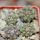 COPIAPOA hypogea cv. Lizard skin, 4 pcs., 5 cm pot, SEEDLINGS
