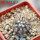 COPIAPOA columna - alba GCG 15015, L35 entronque 2., 5 cm pot, SEEDLING