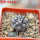 COPIAPOA columna - alba GCG 15015,  L35 entronque 2., 5 cm pot, SEEDLING