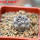 COPIAPOA columna - alba GCG 15015, L35 entronque 2., 5 cm pot, SEEDLING