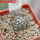 COPIAPOA columna - alba GCG 15015, L35 entronque 2., 5 cm pot, SEEDLING