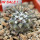 COPIAPOA columna - alba GCG 15015, L35 entronque 2., 5 cm pot, SEEDLING