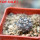 COPIAPOA columna - alba GCG 15015,  L35 entronque 2., 5 cm pot, SEEDLING
