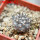 COPIAPOA columna - alba GCG 15015,  L35 entronque 2., 5 cm pot, SEEDLING