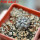 COPIAPOA columna - alba GCG 15015,  L35 entronque 2., 5 cm pot, SEEDLING