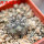 COPIAPOA columna - alba GCG 15015,  L35 entronque 2., 5 cm pot, SEEDLING