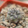 COPIAPOA columna - alba GCG 15015,  L35 entronque 2., 5 cm pot, SEEDLING