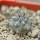 COPIAPOA columna - alba GCG 15015,  L35 entronque 2., 5 cm pot, SEEDLING