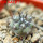 COPIAPOA columna - alba GCG 15015,  L35 entronque 2., 5 cm pot, SEEDLING
