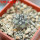 COPIAPOA columna - alba GCG 15015,  L35 entronque 2., 5 cm pot, SEEDLING