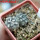 COPIAPOA columna - alba GCG 15015,  L35 entronque 2., 5 cm pot, 2 pcs. SEEDLINGS