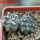 COPIAPOA columna - alba GCG 15015,  L35 entronque 2., 5 cm pot, 2 pcs. SEEDLINGS