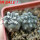 COPIAPOA columna - alba GCG 15015,  L35 entronque 2., 5 cm pot, 2 pcs. SEEDLINGS