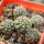 STROMBOCACTUS corregidorae VM 974, 6 cm pot, 5 pcs. SEEDLINGS 