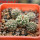 STROMBOCACTUS corregidorae VM 974, 6 cm pot, 5 pcs. SEEDLINGS 