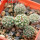 STROMBOCACTUS corregidorae VM 974, 6 cm pot, 5 pcs. SEEDLINGS 