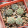 STROMBOCACTUS corregidorae VM 974, 6 cm pot, 5 pcs. SEEDLINGS 