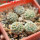 STROMBOCACTUS corregidorae VM 974, 6 cm pot, 5 pcs. SEEDLINGS 