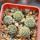STROMBOCACTUS corregidorae VM 974, 6 cm pot, 5 pcs. SEEDLINGS 