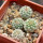 STROMBOCACTUS corregidorae VM 974, 6 cm pot, 4 pcs. SEEDLINGS 