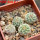 STROMBOCACTUS corregidorae VM 974, 6 cm pot, 4 pcs. SEEDLINGS 