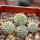 STROMBOCACTUS corregidorae VM 974, 6 cm pot, 4 pcs. SEEDLINGS 