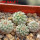 STROMBOCACTUS corregidorae VM 974, 6 cm pot, 4 pcs. SEEDLINGS 