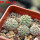 STROMBOCACTUS corregidorae VM 974, 6 cm pot, 4 pcs. SEEDLINGS 