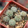 STROMBOCACTUS corregidorae VM 974, 6 cm pot, 6 pcs. SEEDLINGS 