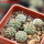 STROMBOCACTUS corregidorae VM 974, 6 cm pot, 6 pcs. SEEDLINGS 
