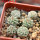 STROMBOCACTUS corregidorae VM 974, 6 cm pot, 6 pcs. SEEDLINGS 