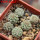 STROMBOCACTUS corregidorae VM 974, 6 cm pot, 6 pcs. SEEDLINGS 