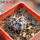 COPIAPOA griseoviolacea GCG 15034, mountain form, selection, 5 cm pot, SEEDLING
