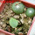 BLOSSFELDIA spec., 6 cm pot, 2 pcs., SEEDLINGS + seeds