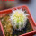 PILOSOCEREUS aurisetus var. densilanatus, 5 cm pot, SEEDLING