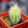 PILOSOCEREUS aurisetus var. densilanatus, 5 cm pot, SEEDLING