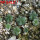 AZTEKIUM valdezii GCG 10893, Loma Alta, 6 cm pot, 8 pcs., SEEDLINGS
