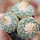 STROMBOCACTUS disciformis var. minimus VM 207, 5cm pot, BIG THREE - HEADED SEEDLING