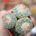 STROMBOCACTUS disciformis var. minimus VM 207, 5cm pot, BIG THREE - HEADED SEEDLING