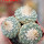 STROMBOCACTUS disciformis var. minimus VM 207, 5cm pot, BIG THREE - HEADED SEEDLING