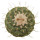 STROMBOCACTUS disciformis, illustrative photo