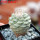 STROMBOCACTUS disciformis, 6,5 cm pot, 3,7 cm, SEEDLING