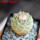 STROMBOCACTUS disciformis, 6,5 cm pot, 3,7 cm, SEEDLING