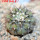 COPIAPOA columna - alba GCG 15008b, 5 cm pot, SEEDLING