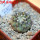 COPIAPOA columna - alba GCG 15008b, 5 cm pot, SEEDLING