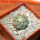 COPIAPOA columna - alba GCG 15008b, 5 cm pot, SEEDLING