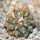 COPIAPOA columna - alba GCG 15008b, blonde selection, 5 cm pot, SEEDLING